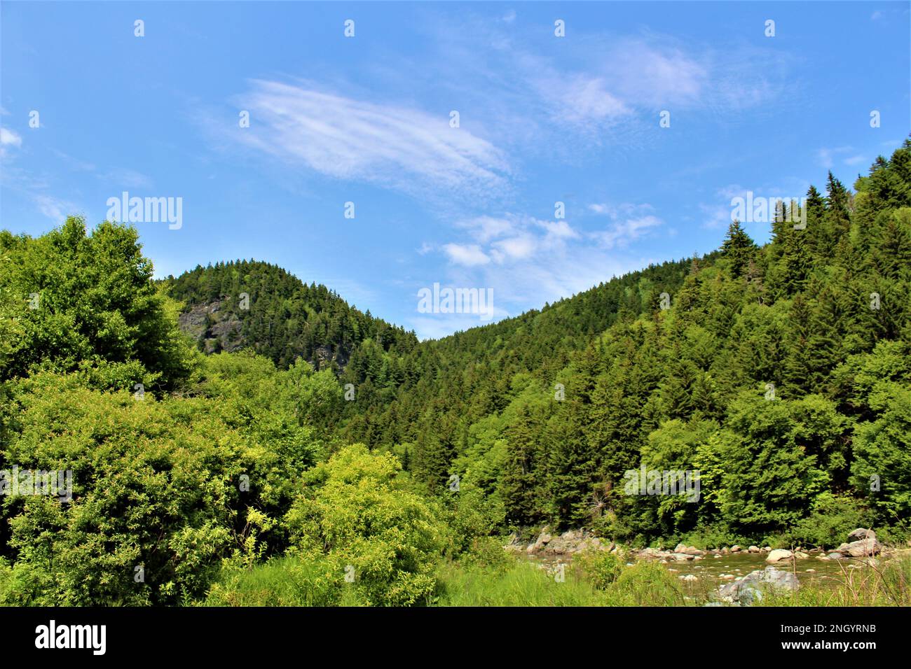 Wild Canada - Fundy National Park im Sommer in voller Lucious Bloom Stockfoto