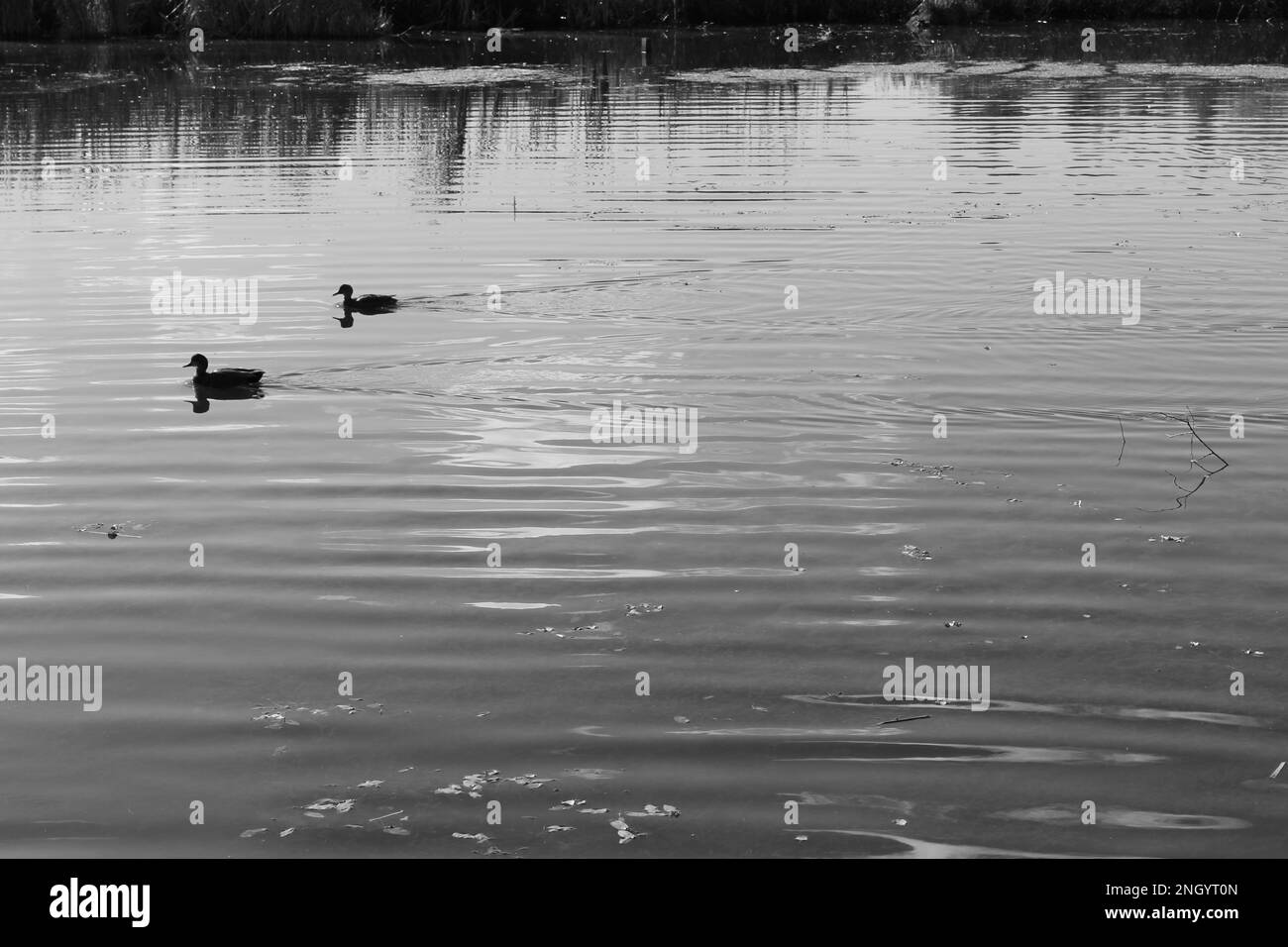 Schwarz-weiß stimmungsvolle Silhouette von zwei allein schwimmenden Enten, die Wellen hinterlässt. Konzept für das gemeinsame Leben, weitermachen Stockfoto