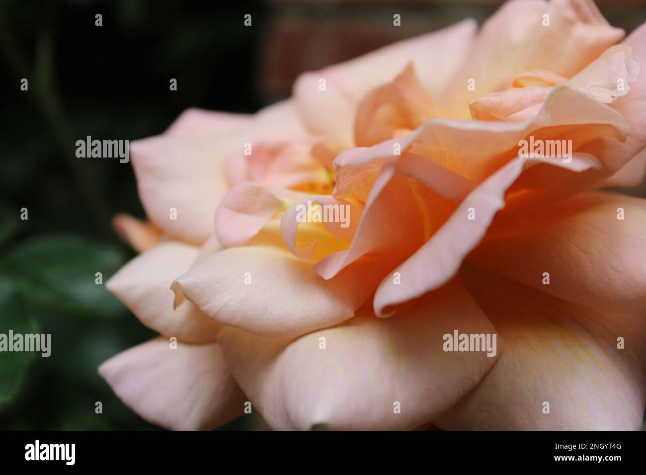Valley Gardens Harrogate – blassrosa Mandarinenrose in Blüte Stockfoto