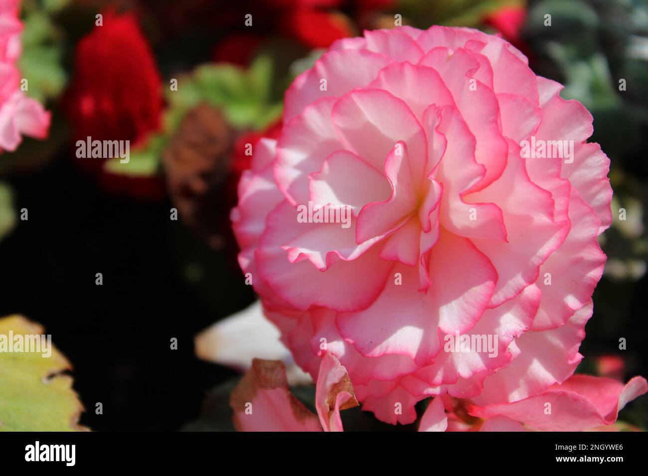 Rosa und weiße Blüten aus der Nähe. Frühlingsblumen-Konzept und Hintergrund Stockfoto