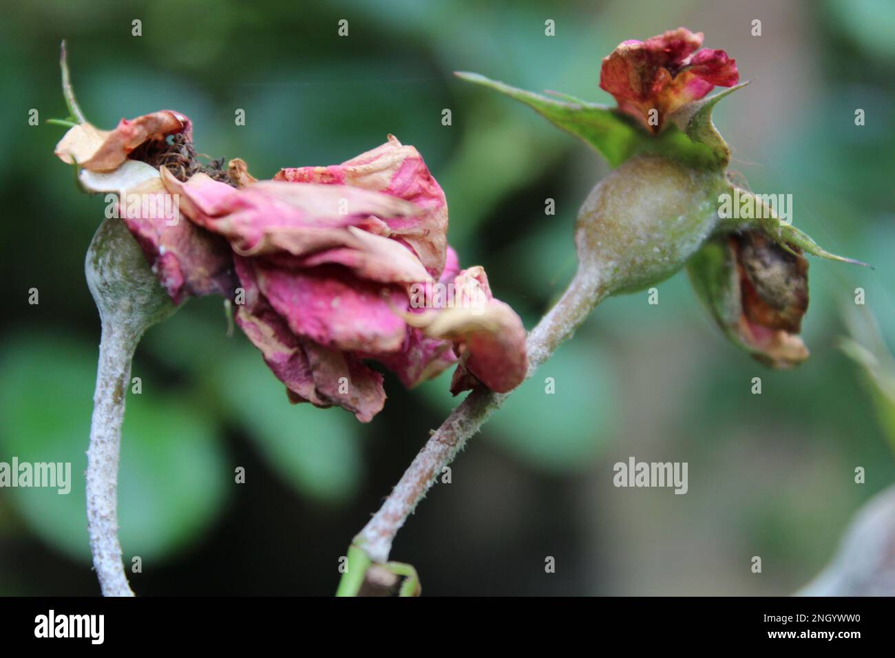 Zwei verschrumpelt, ausgetrocknet, tote rosa Rosenblumen noch am Stiel. Hintergrundkonzept Herbstblumen Tapete oder Bildschirmschoner Stockfoto