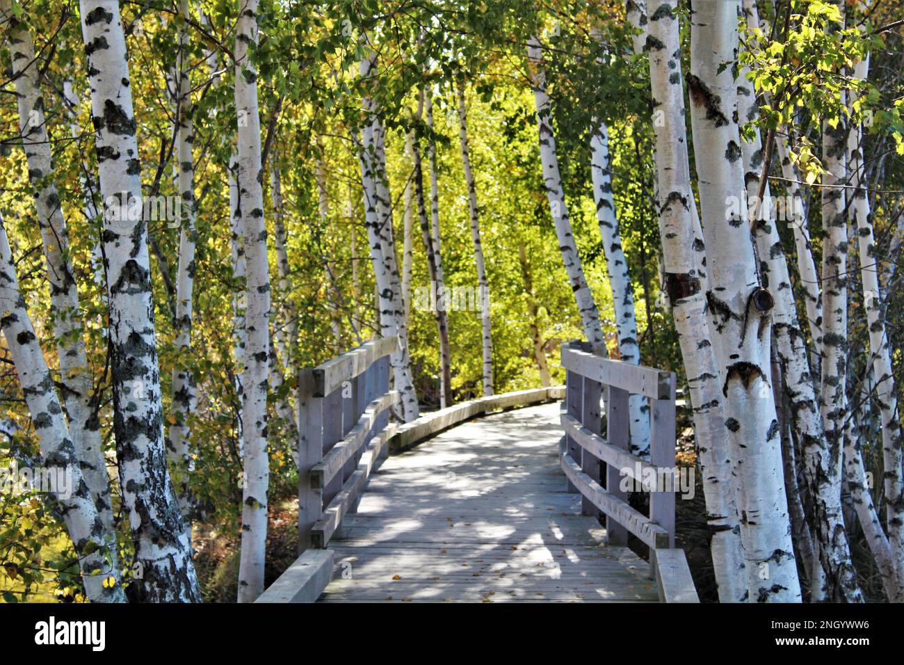 Holzsteg und -Brücke, umgeben von grünen weißen Birkenbäumen, die den Fußweg im Sommer mit gedämpfter Beleuchtung schattieren. Der maritime Hintergrund des Sommers Stockfoto