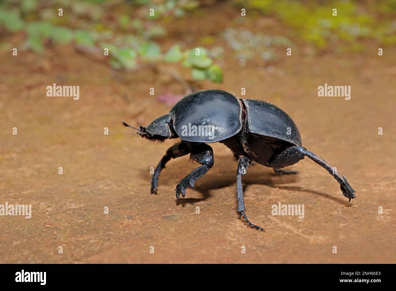 Ein seltener flugloser Mistkäfer (Circellium bacchus), Addo Elephant National Park, Südafrika Stockfoto