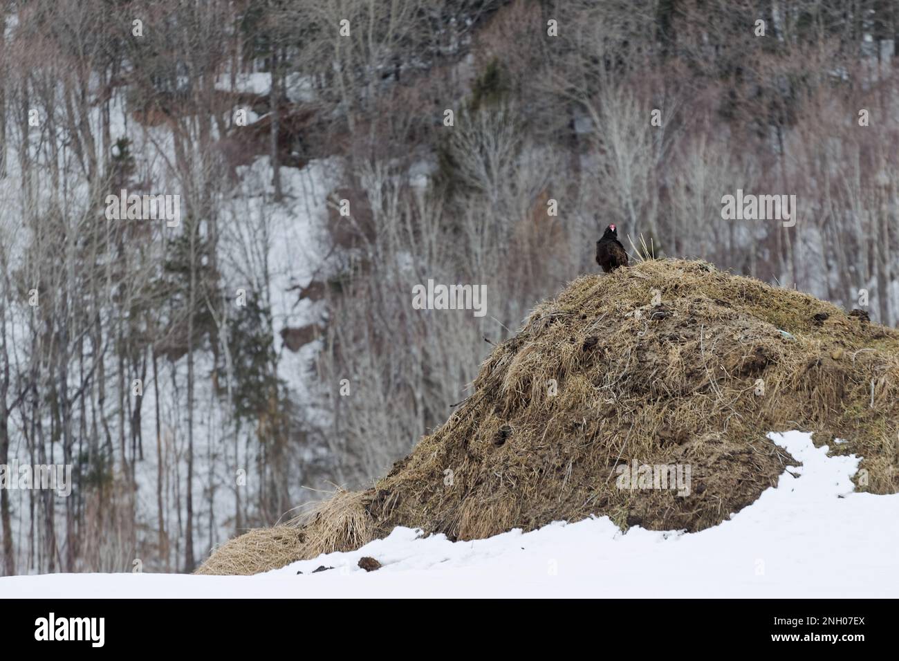 Truthahngeier auf einem Haufen Dung im Winter. Quebec, Kanada Stockfoto