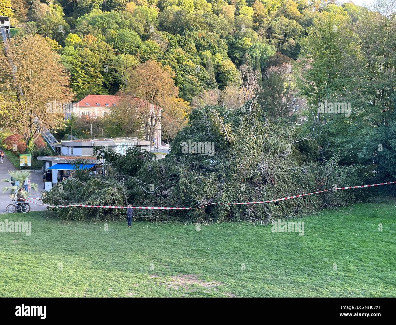 Freiburg Im Breisgau, Deutschland. 08. Okt. 2022. Das Absperrband ist um eine gefallene Trauerweide im Stadtgarten gedehnt. Laut Polizei war der Baum, der mehrere Tonnen wiegt, plötzlich umgefallen. Laut den Ermittlern könnte Wurzelfäule zu einem plötzlichen Sturz geführt haben. (Zu dpa „Pflege, Pflege, Fällen – Stadtbäume sind aufgrund von Dürre anfälliger“) Kredit: Valentin Gensch/dpa/Alamy Live News Stockfoto