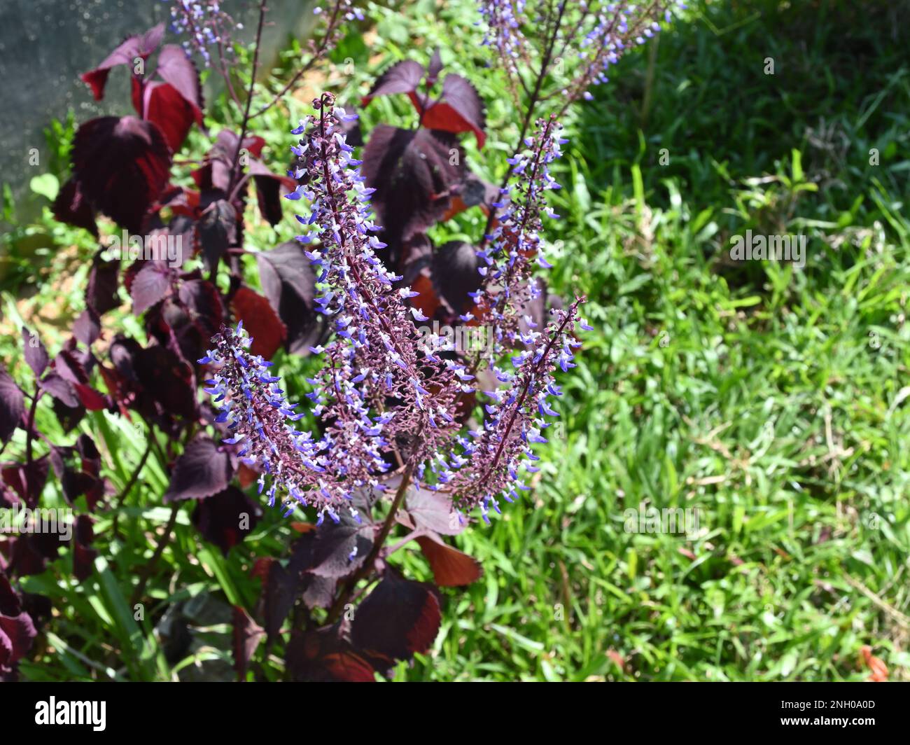 Winzige violette Blüten Blütenblüten der roten Coleuspflanze im Garten Stockfoto