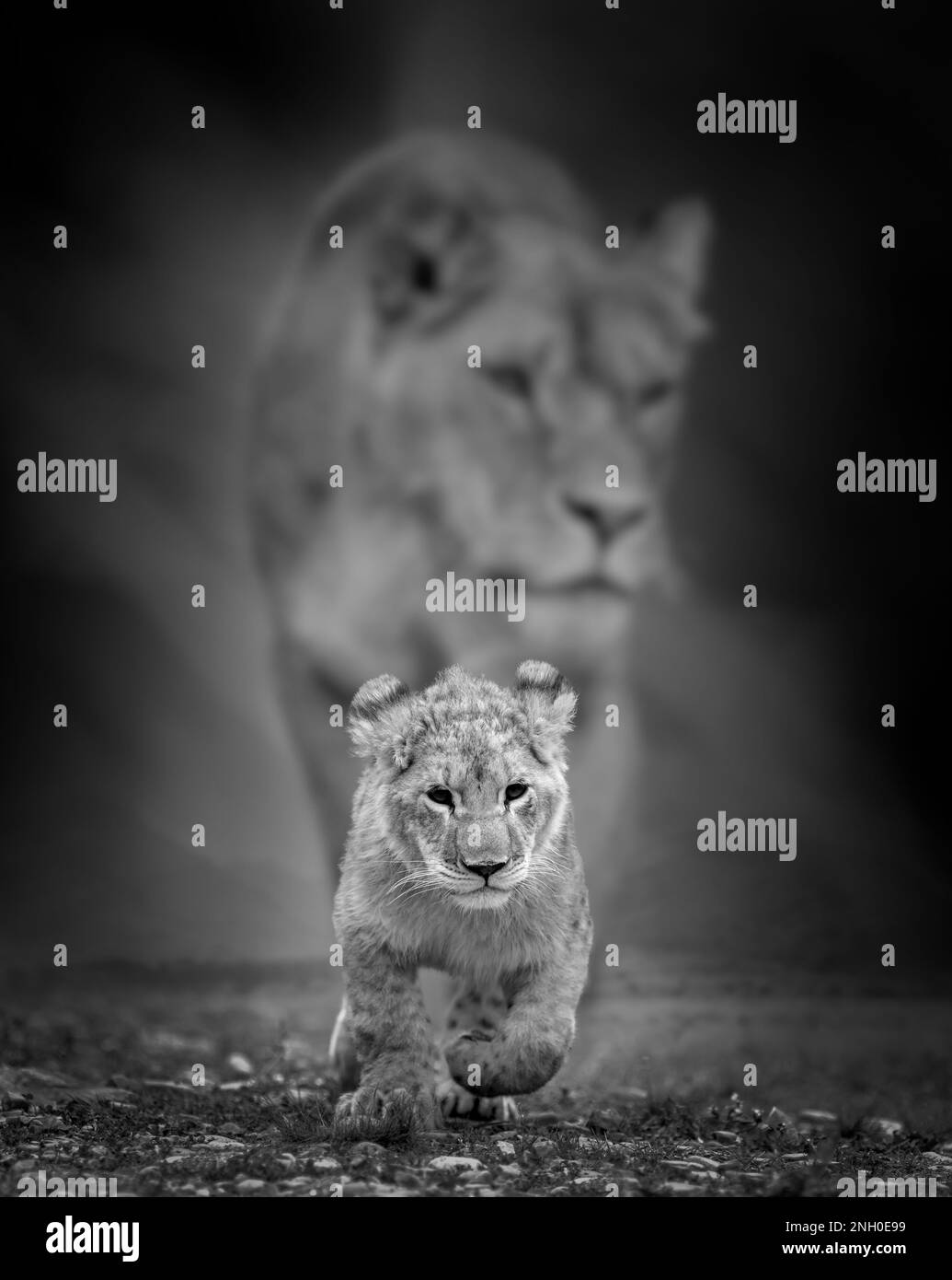 Nahes Löwenjunges im Hintergrund seiner Mutter. Schwarz-weiße afrikanische Savanne Stockfoto