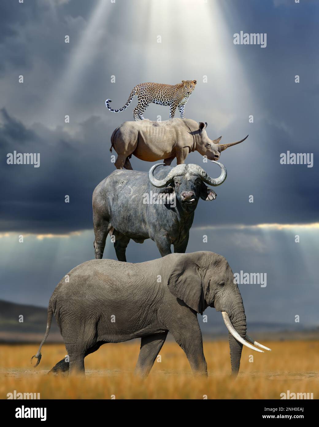 Vierter afrikaner auf Elefanten, Büffeln, Nashörnern und Leoparden in Savanne auf Sonnenstrahlen. Konzept Stockfoto