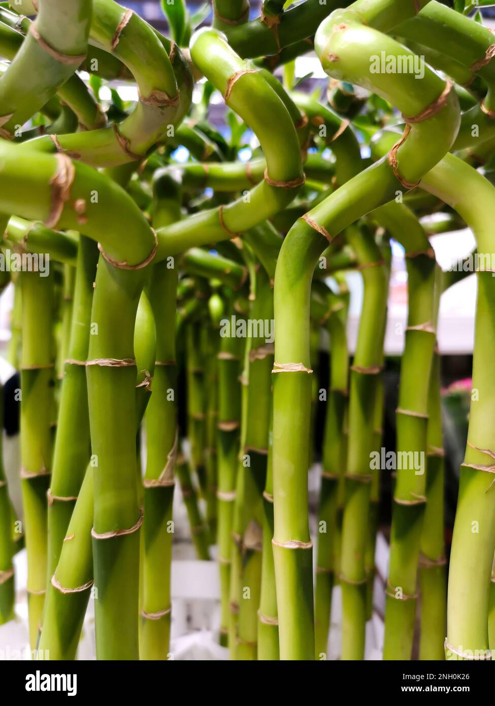Viel grüner Glücksbambus. Zimmerpflanze mit grünem Spiralstiel. Dracaena  sanderiana, Asparagaceae, helicoide Bambussprossen, Hintergrundstruktur.  Vertikal Stockfotografie - Alamy