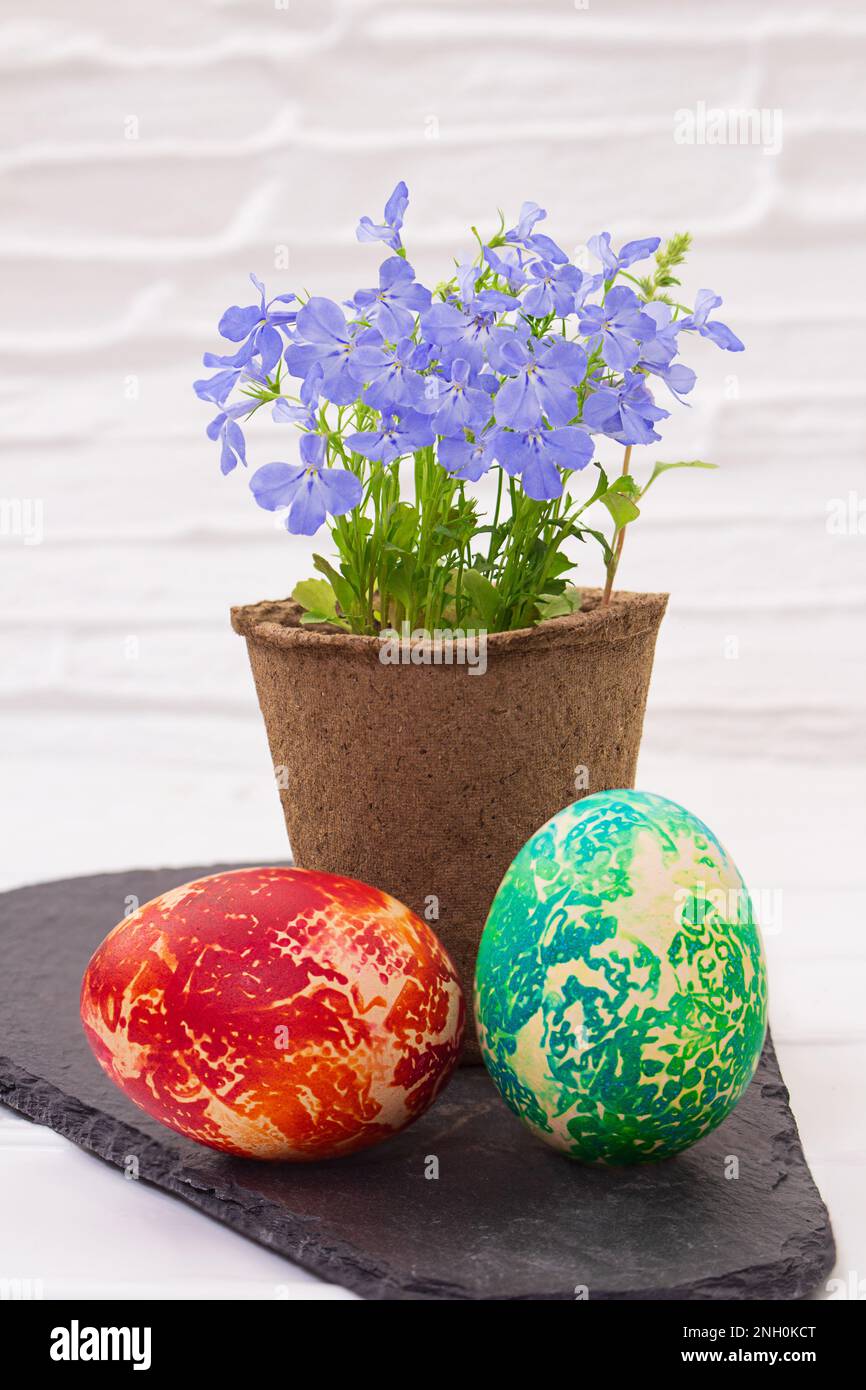 Umweltfreundlicher Torftopf aus biologischem Anbau mit Lobelia-Blüten und bemalten Eiern auf schwarzem Brett auf weißem Tischhintergrund. Ostern. Speicherplatz kopieren Stockfoto