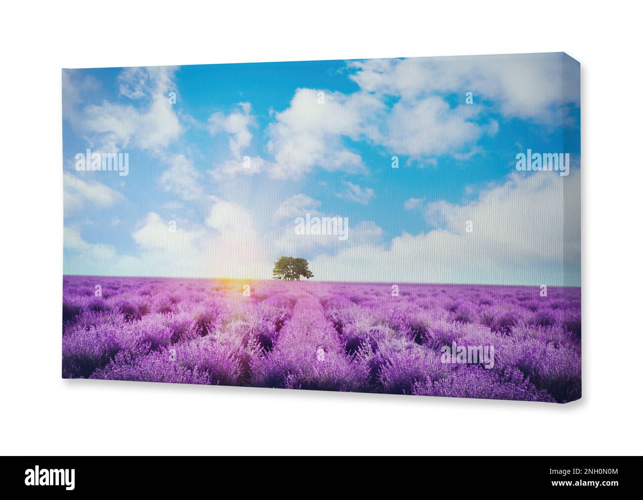 Foto auf Leinwand, weißer Hintergrund. Wunderschönes Lavendelfeld mit einem einzelnen Baum unter herrlichem Himmel bei Sonnenaufgang Stockfoto