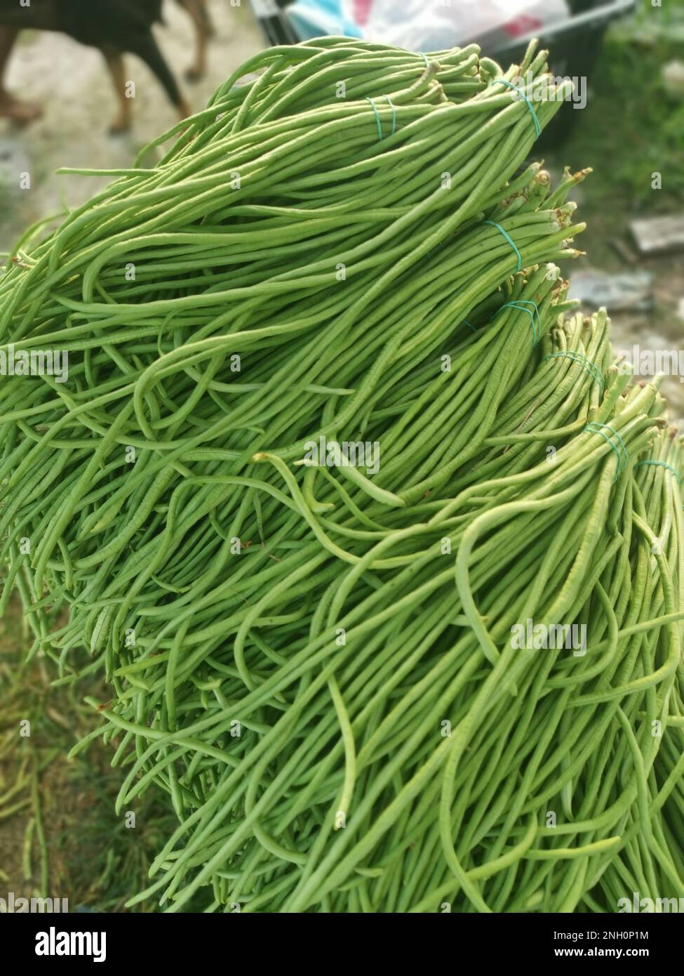 Bündel rohes, frisches Gemüse aus Spargelbohnen Stockfoto