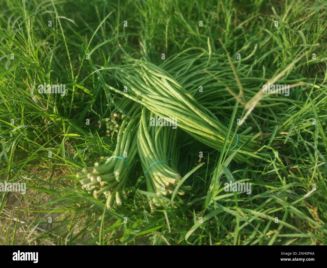 Bündel rohes, frisches Gemüse aus Spargelbohnen Stockfoto