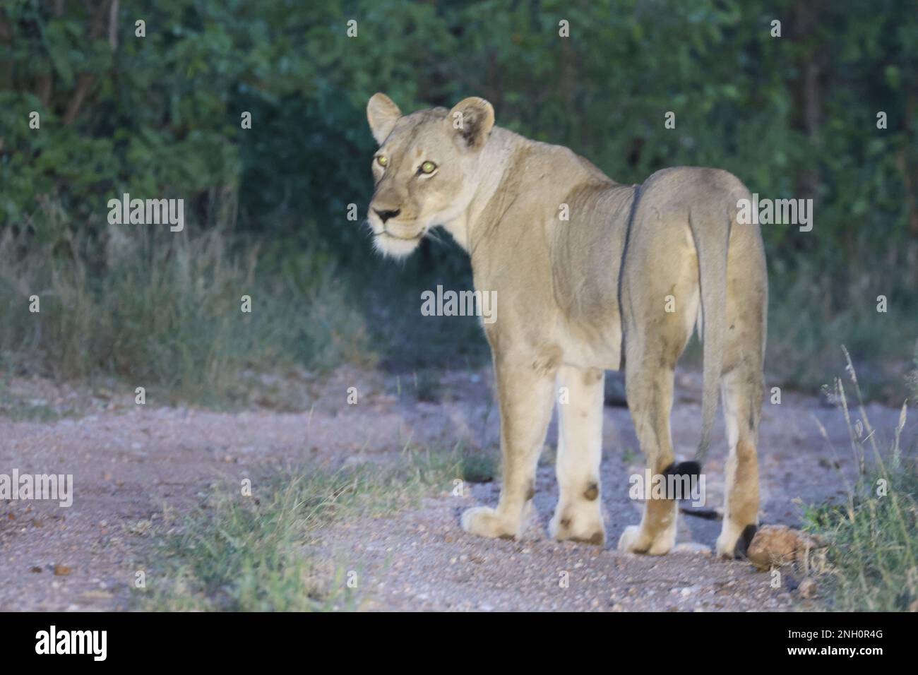 LION Stockfoto