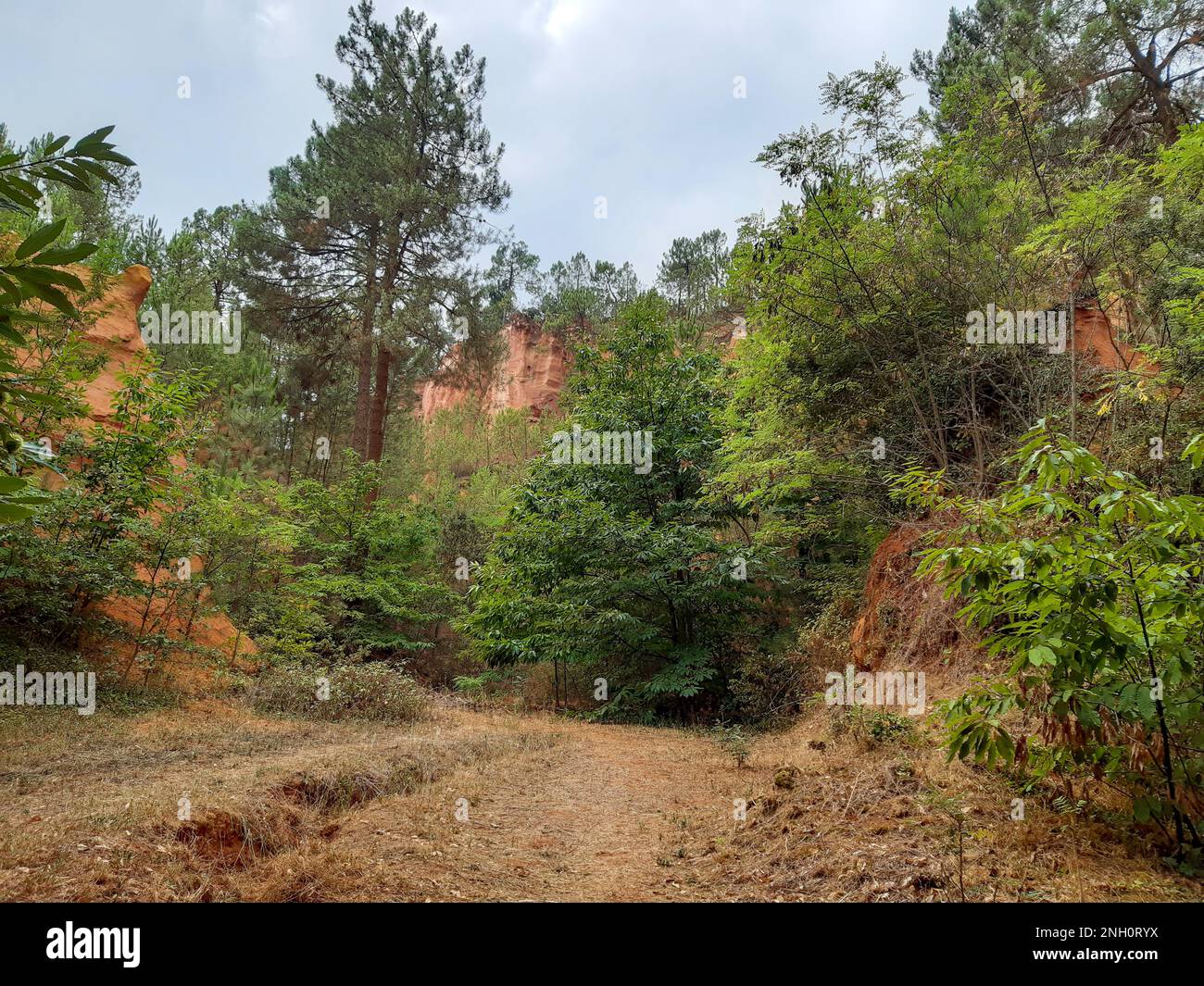 Rustrel french colorado in roussillon frankreich mit Kiefern Stockfoto