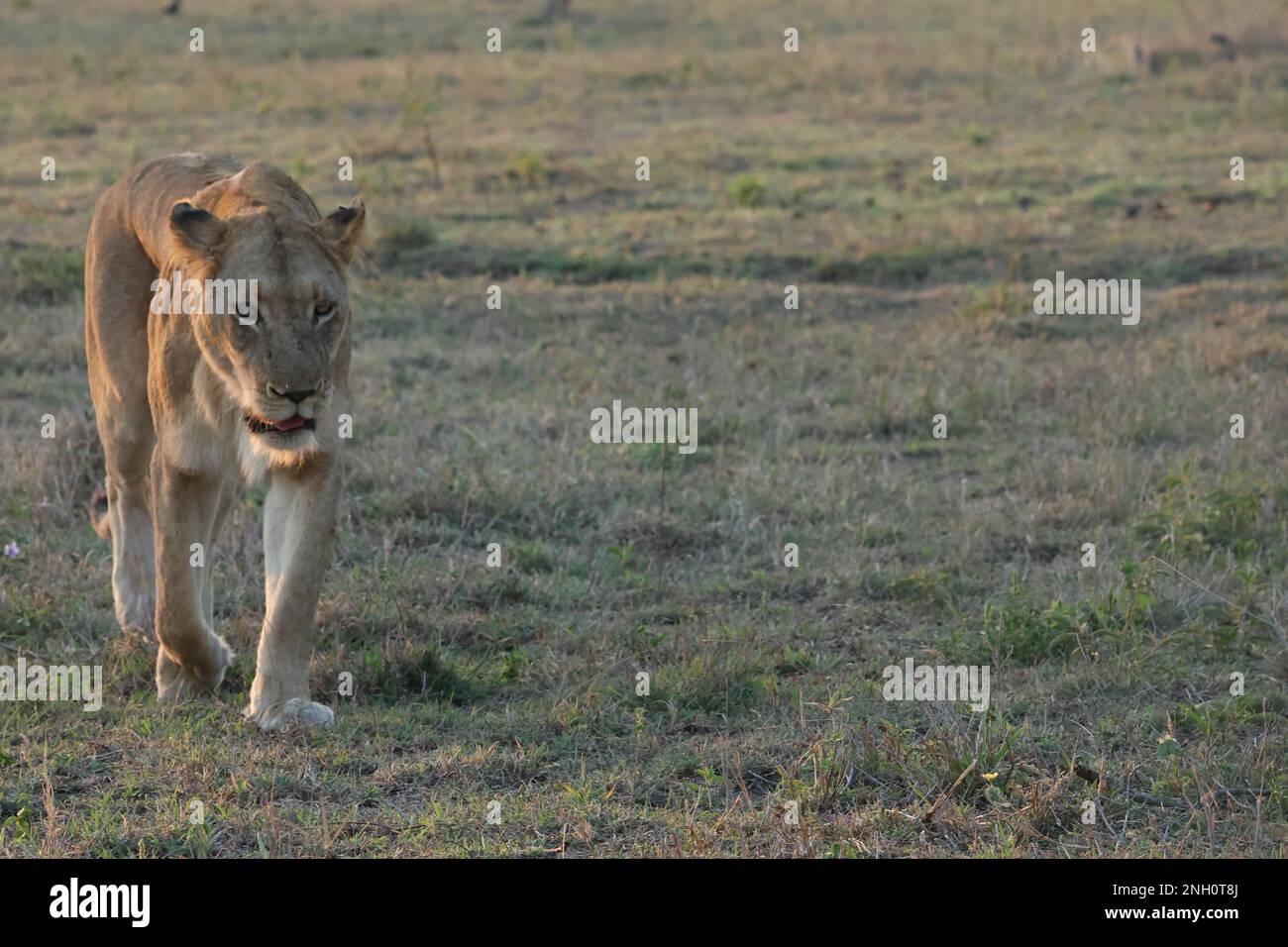 LION Stockfoto