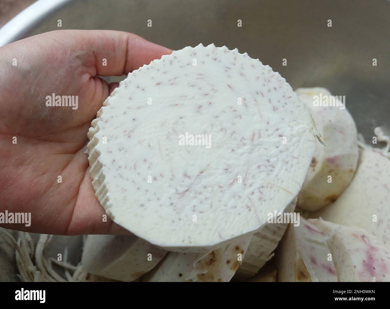 Handhalter mit frisch geschnittenen Taro-Wurzeln, Dasheen, japanischen Kartoffeln, Cocoyam oder Eddo. Stockfoto