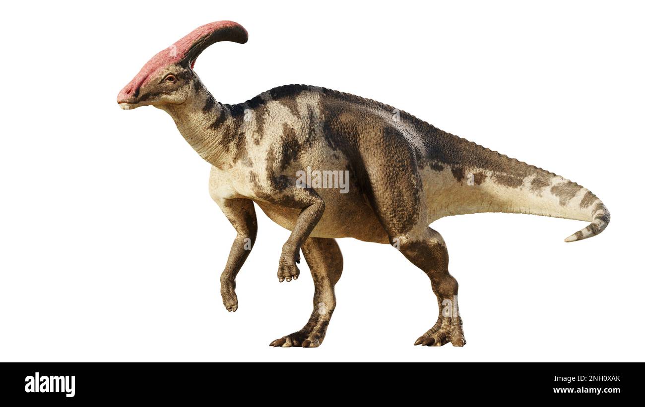 Parasaurolophus, Dinosaurier aus der Spätkreidezeit, isoliert auf weißem Hintergrund Stockfoto