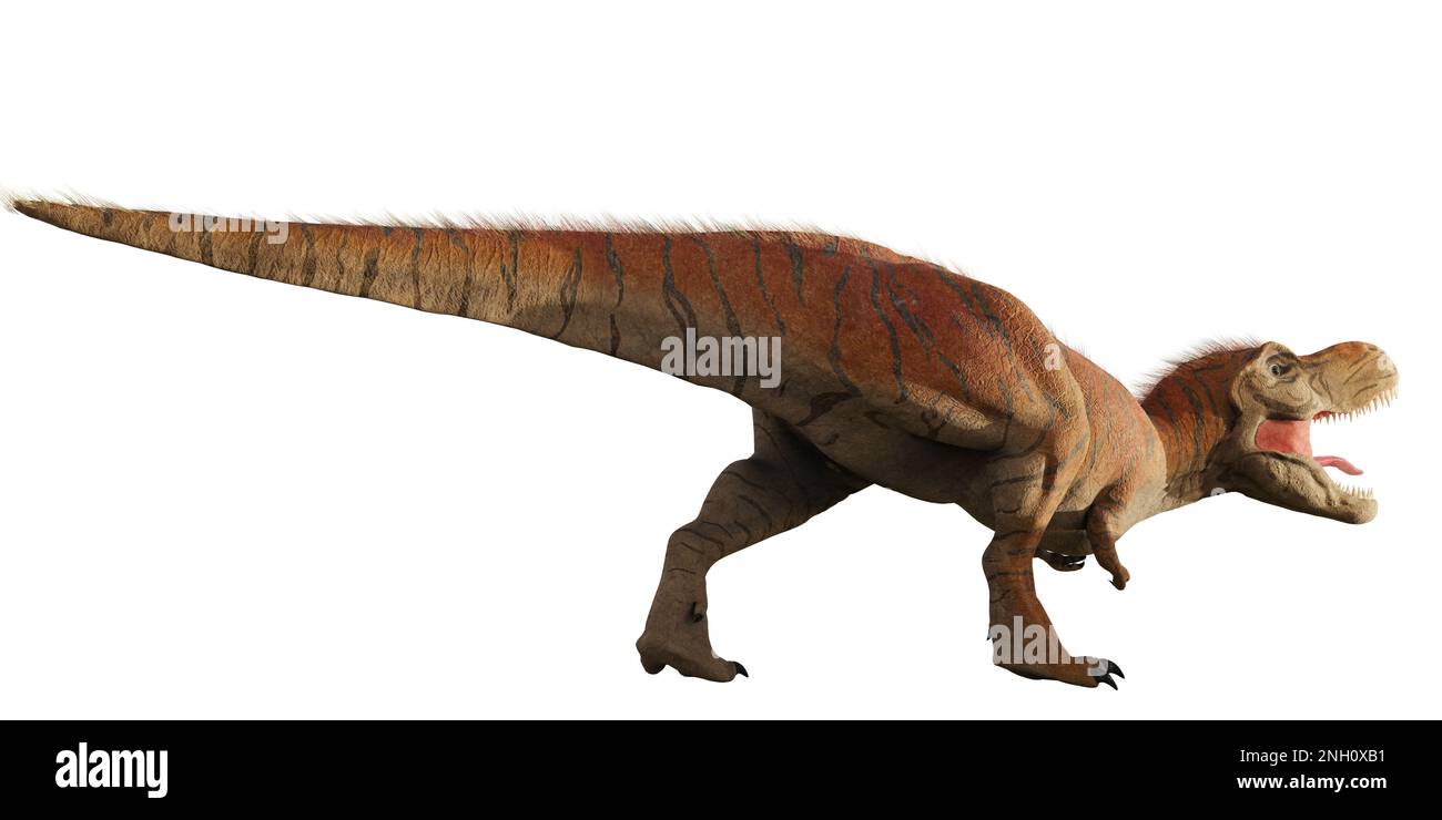 Tyrannosaurus rex, T-rex-Dinosaurier aus dem Spätkreideum, isoliert auf Weiß Stockfoto