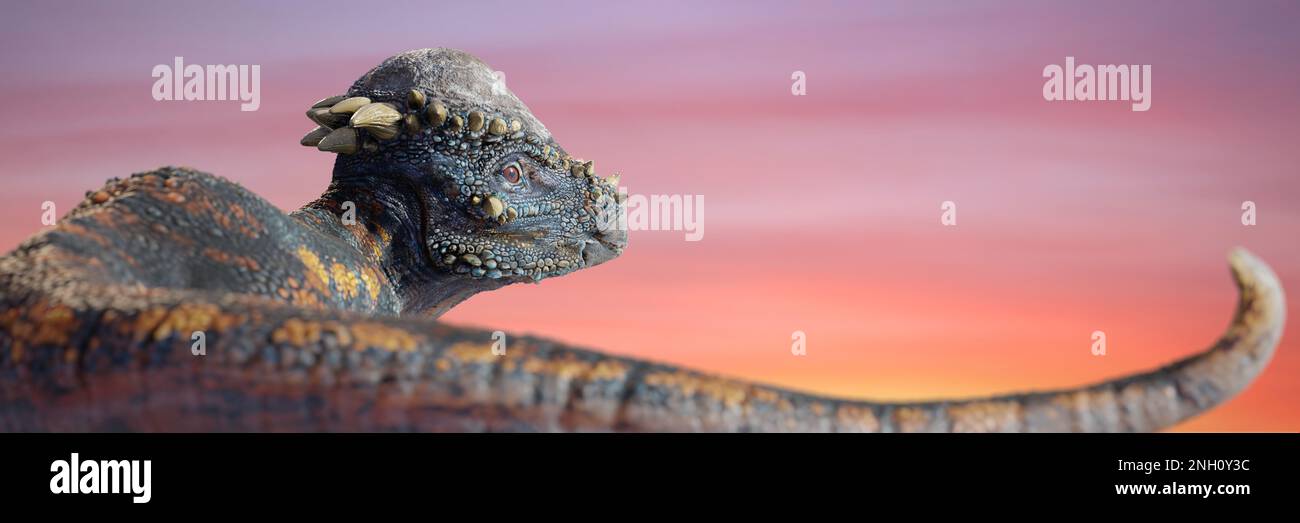 Pachycephalosaurus, Dinosaurier aus der späten Kreidezeit, Hintergrundbanner Stockfoto