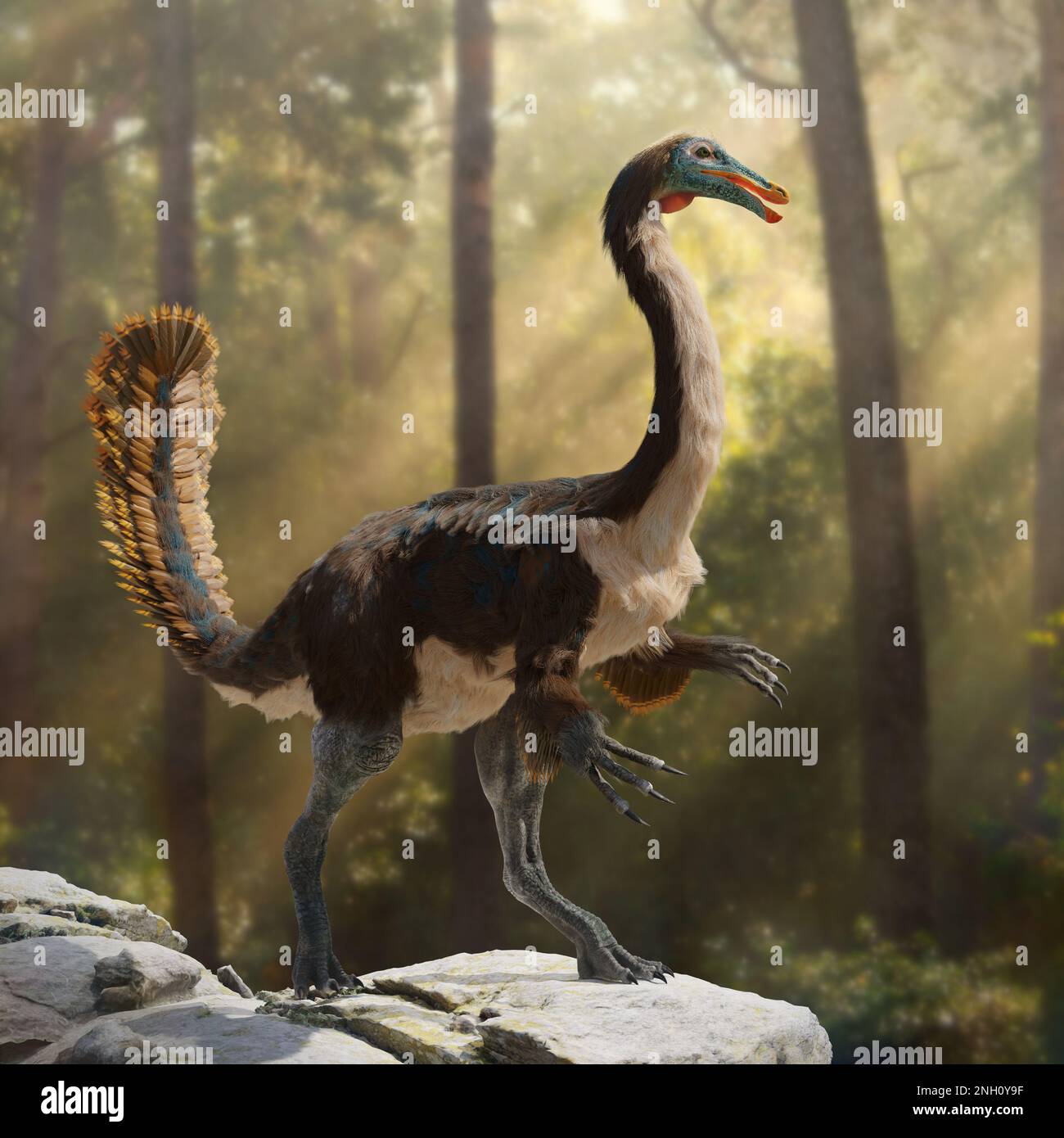 Gallimimus, ein gefiederter Theropoddinosaurier, der in der späten Kreidezeit lebte Stockfoto