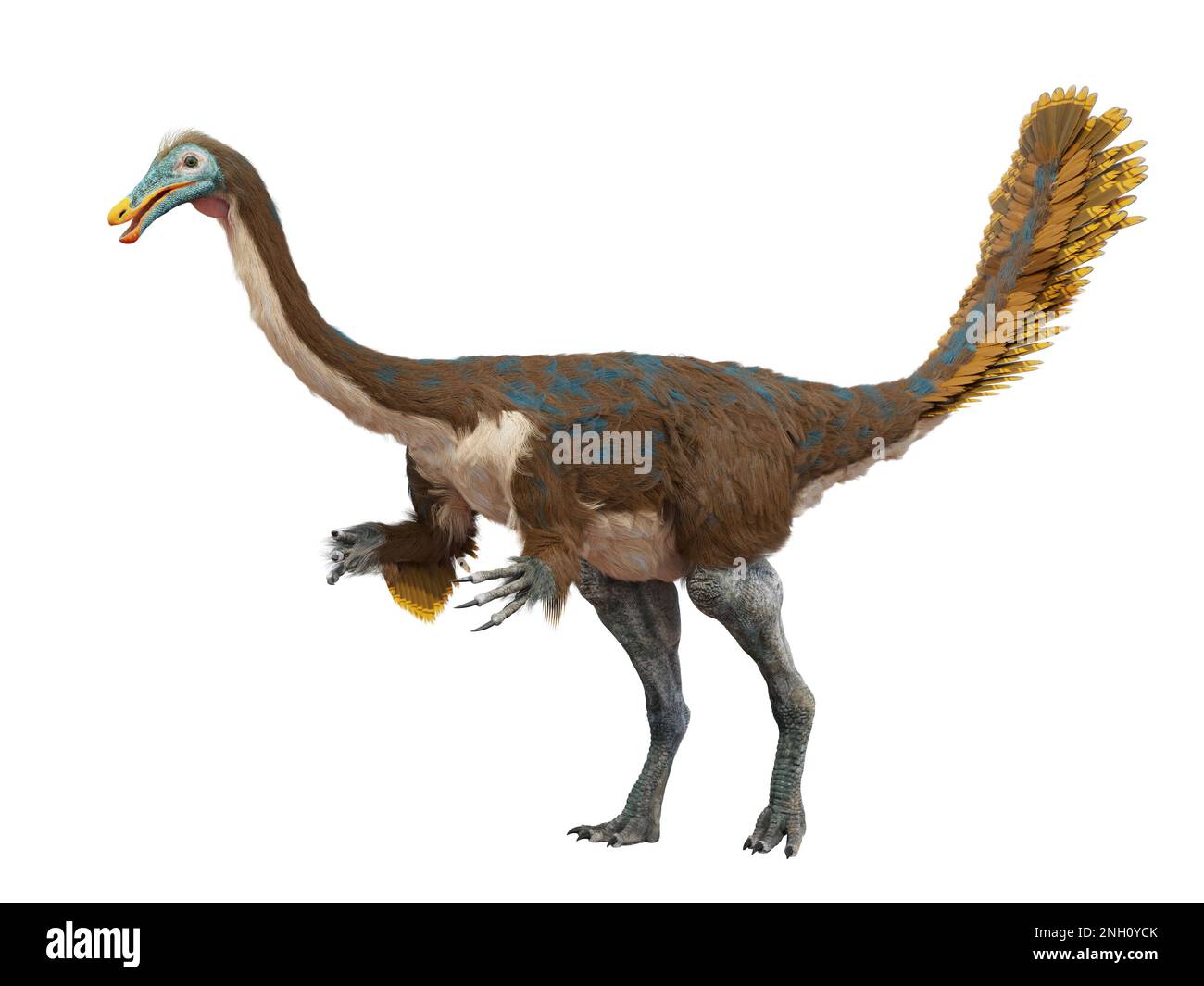 Gallimimus, Theropod-Dinosaurier aus der späten Kreidezeit, isoliert auf weißem Hintergrund Stockfoto