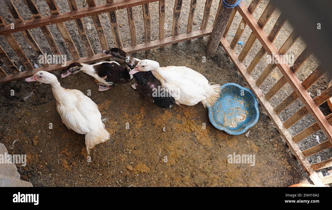 Ente mit Jungen von oben in einem Holzkäfig beim Entenfarmer Stockfoto