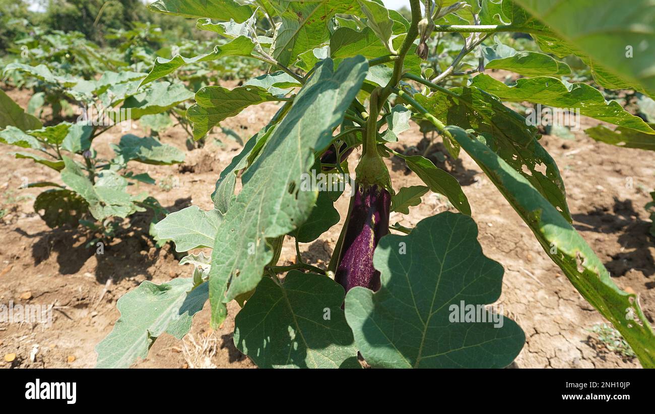 Schließen Sie am Nachmittag Auberginen-Bio-Lebensmittel im Landwirtschaftsfeld Stockfoto