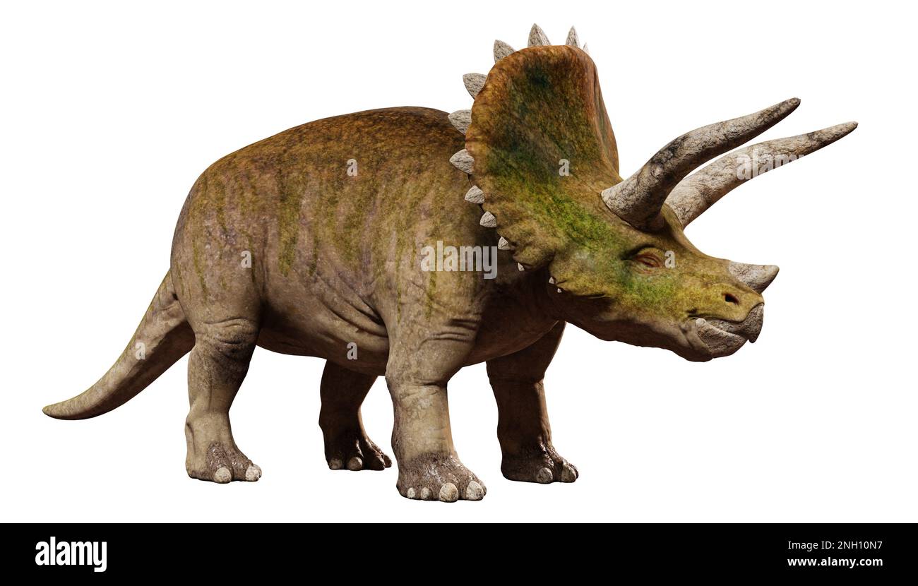 Triceratops horridus, Dinosaurier isoliert auf weißem Hintergrund Stockfoto