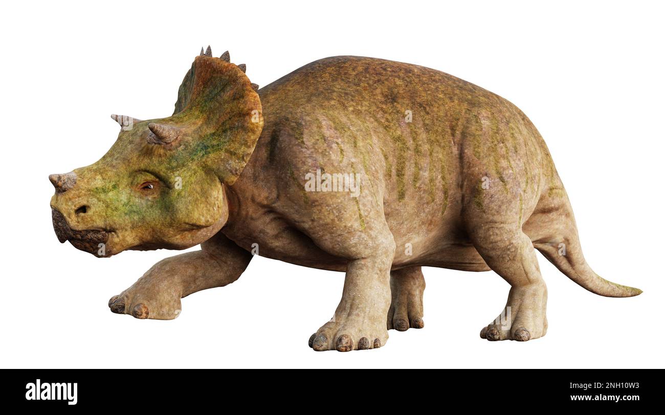 Triceratops Horridus brütet, süßes Dinosaurier-Baby isoliert auf weißem Hintergrund Stockfoto