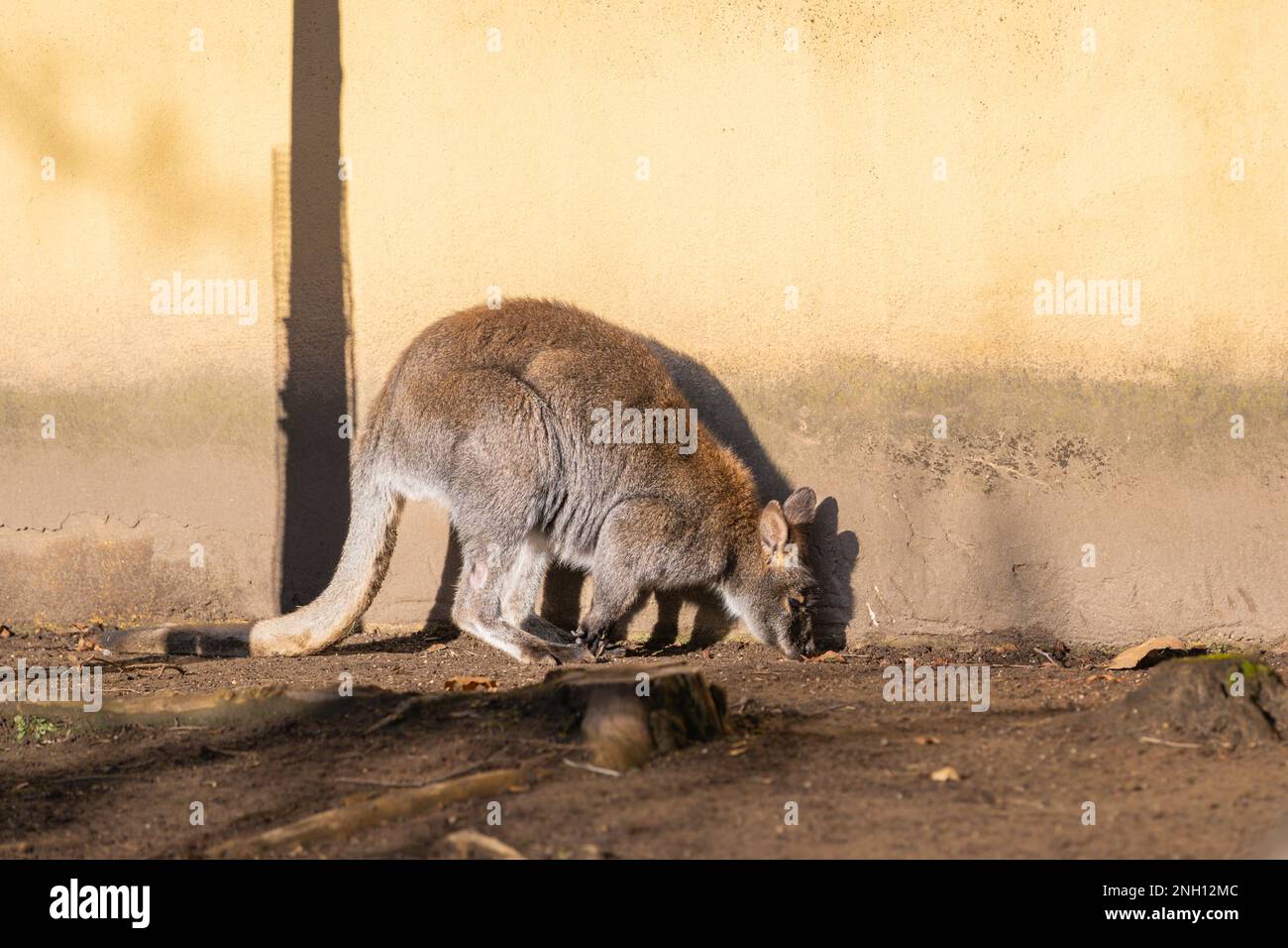 Das Rothals-Wallaby oder das Bennett-Wallaby (Macropus rufogriseus), das in Australien üblich ist Stockfoto