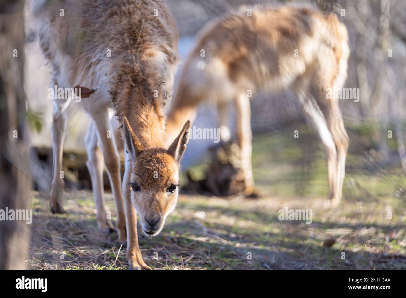 Nahaufnahme des neugierigen vicuña (Vicugna vicugna), ein Mitglied der Familie der Camelidae Stockfoto
