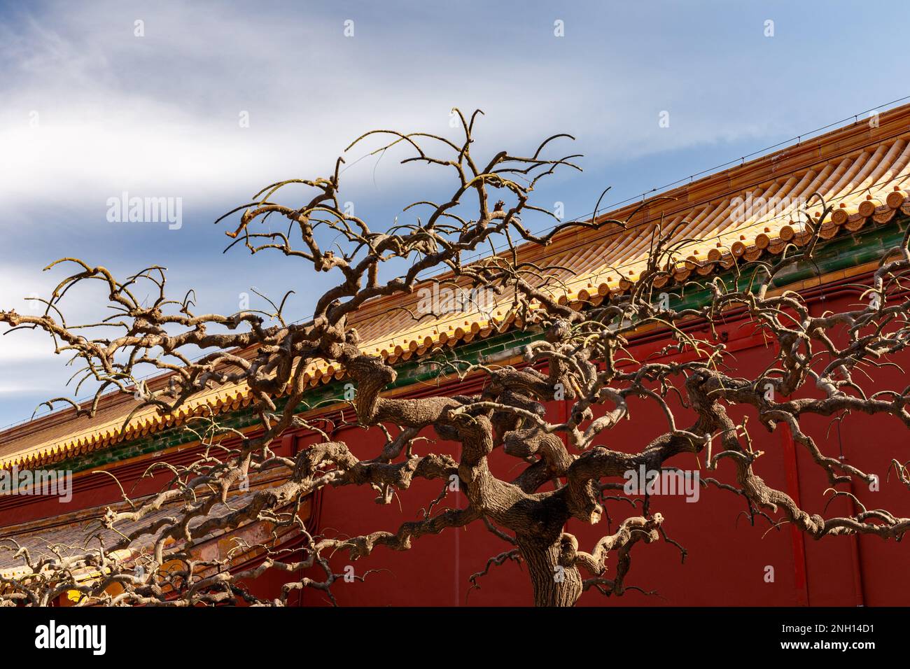 Knorriger, nackter Baum in der Verbotenen Stadt in Peking, China 2018. Stockfoto