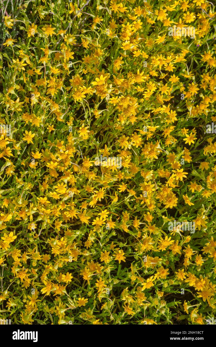 Teppichboden mit Wildblumen am Hang, Anfang März, Superbloom 2019, Soda Lake Road, Carrizo Plain National Monument, Kalifornien, USA Stockfoto