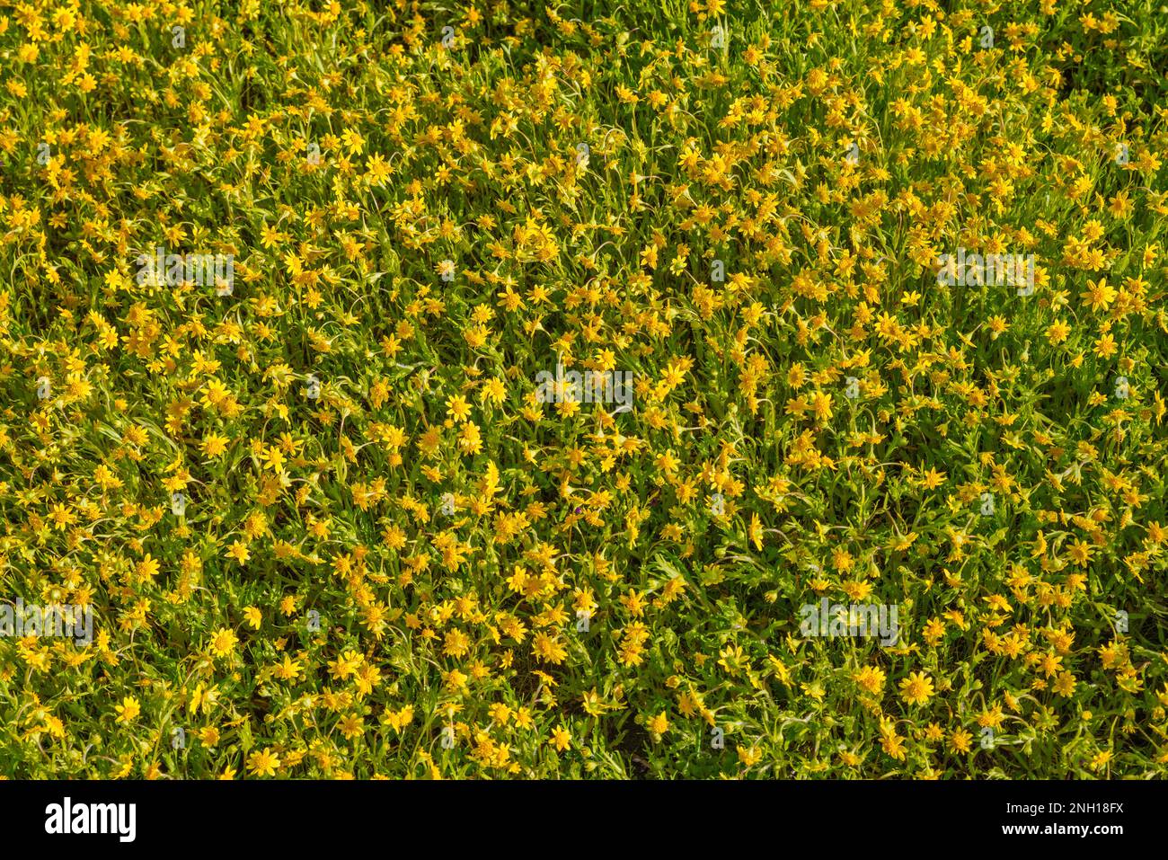 Teppichboden mit Wildblumen am Hang, Anfang März, Superbloom 2019, Soda Lake Road, Carrizo Plain National Monument, Kalifornien, USA Stockfoto