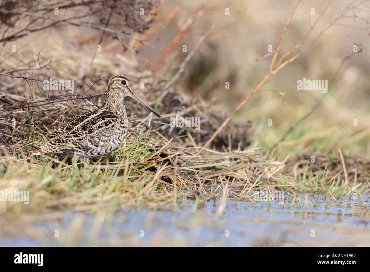 Croccolone - die große Schnecke (Gallinago media) ist eine kleine stockige Wader der Gattung Gallinago Stockfoto