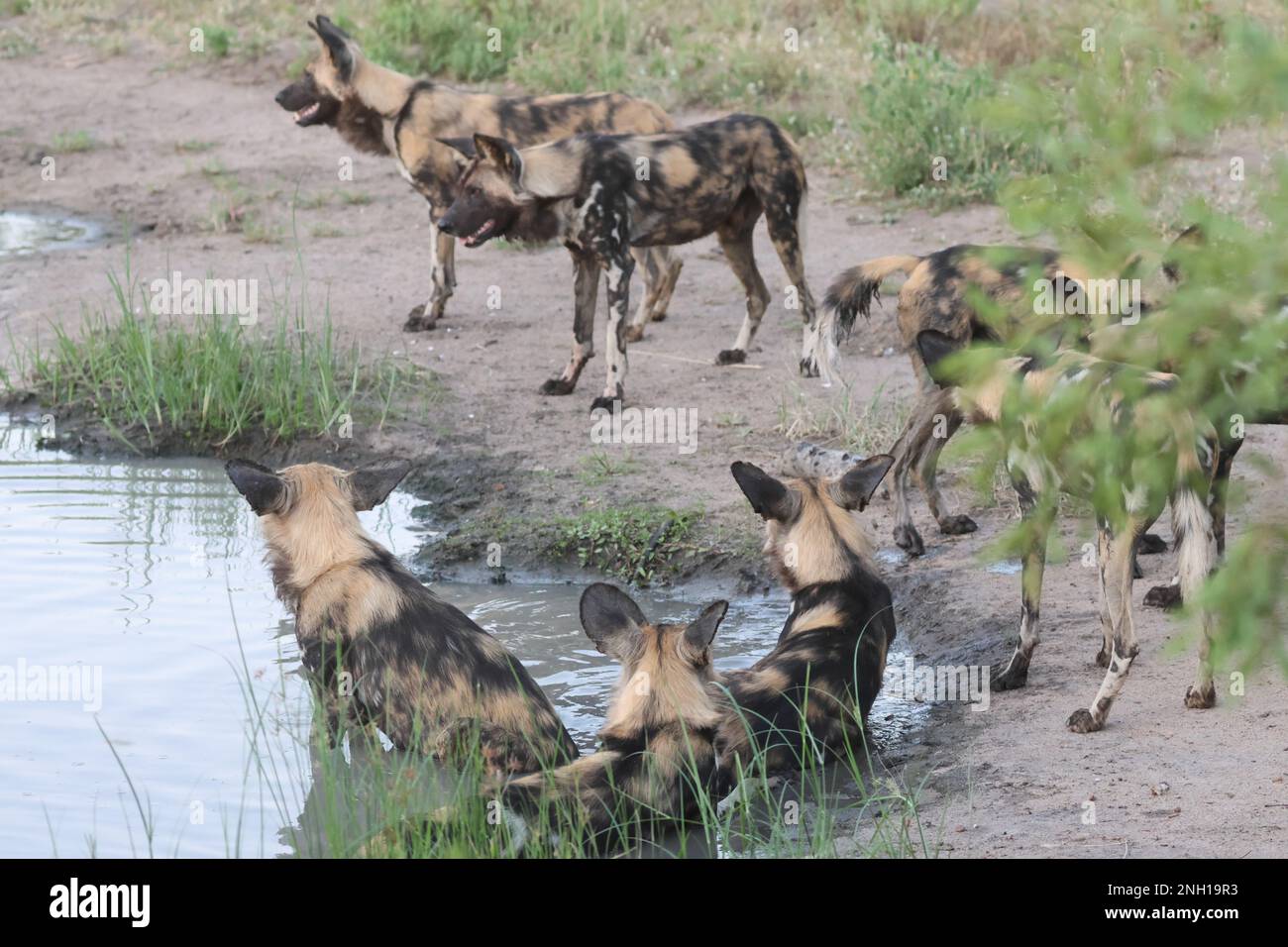 WILDE HUNDE Stockfoto