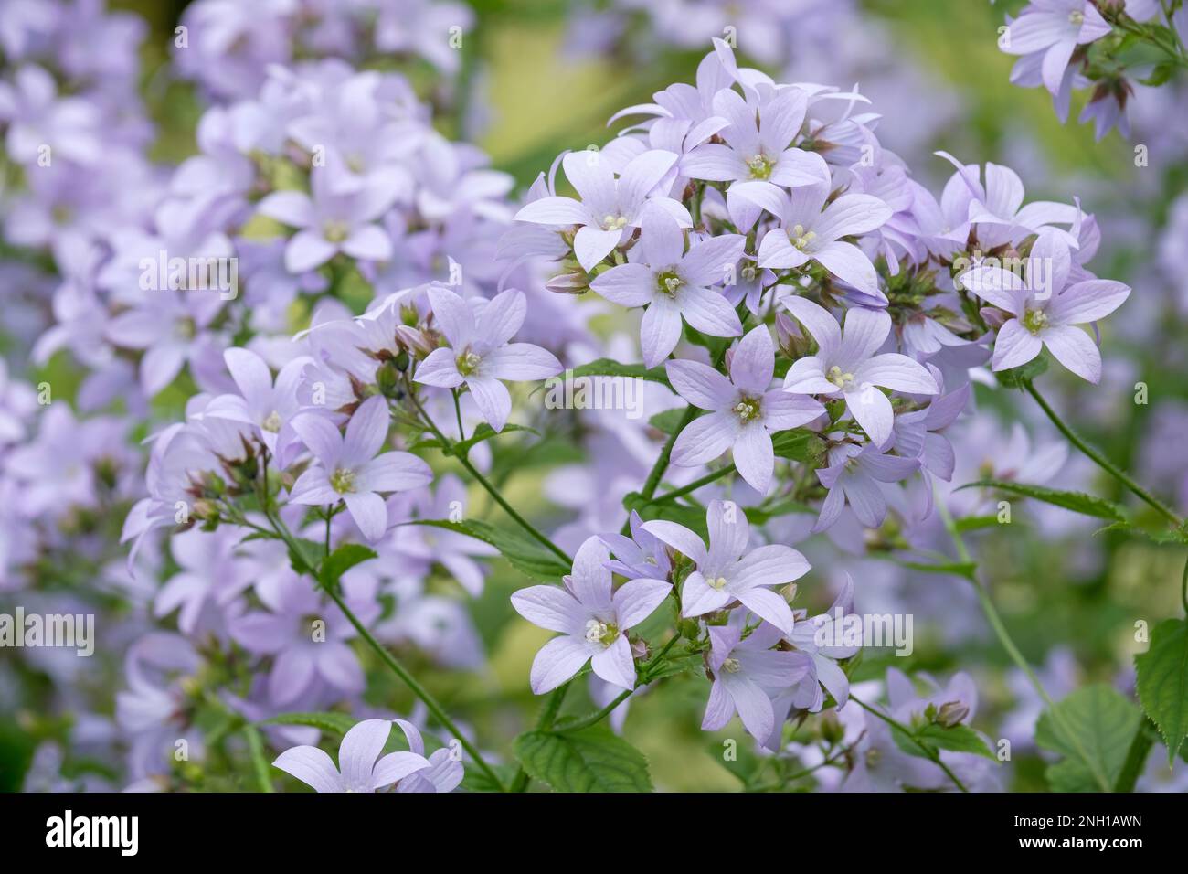 Campanula lactiflora Prichard, Campanula lactiflora Prichards Riese, ganzjährig mit röhrenförmigen, blassen Lavendelblumen Stockfoto