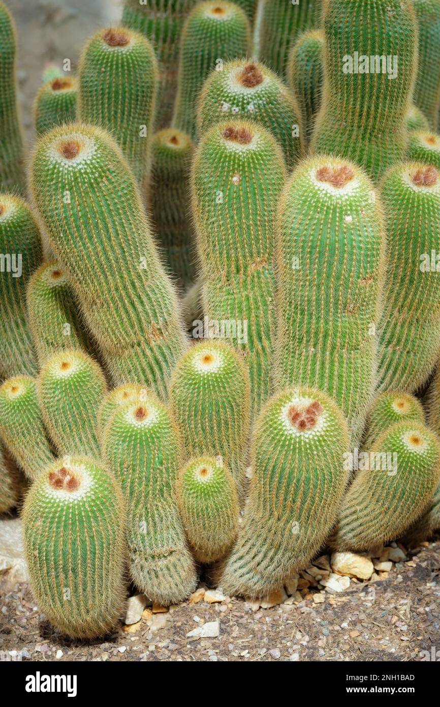 Parodia leninghausii, Goldkugel-Kaktus, Gelbturm-Kaktus, Icactus mit zylindrischen Stielen Stockfoto