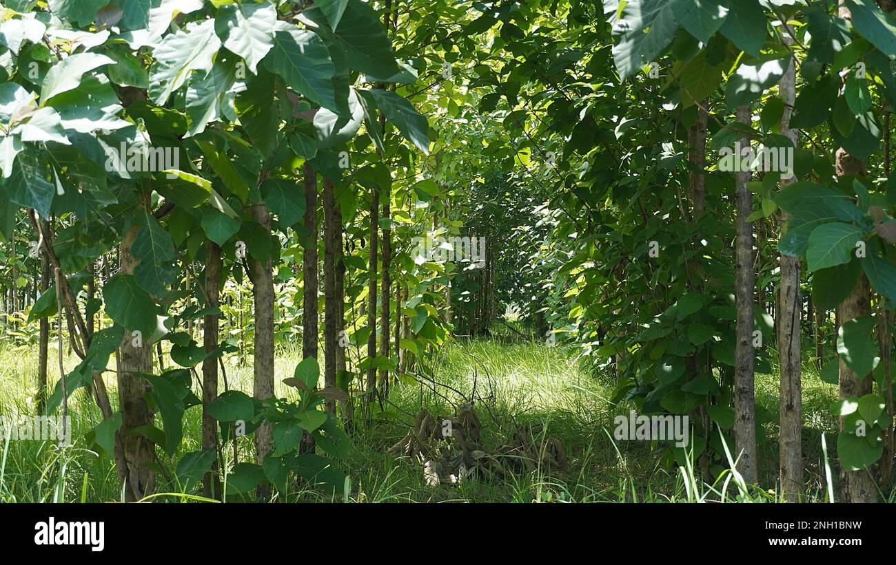 Teakholz-Tropenbaum auf dem landwirtschaftlichen Feld für die Holzindustrie Stockfoto