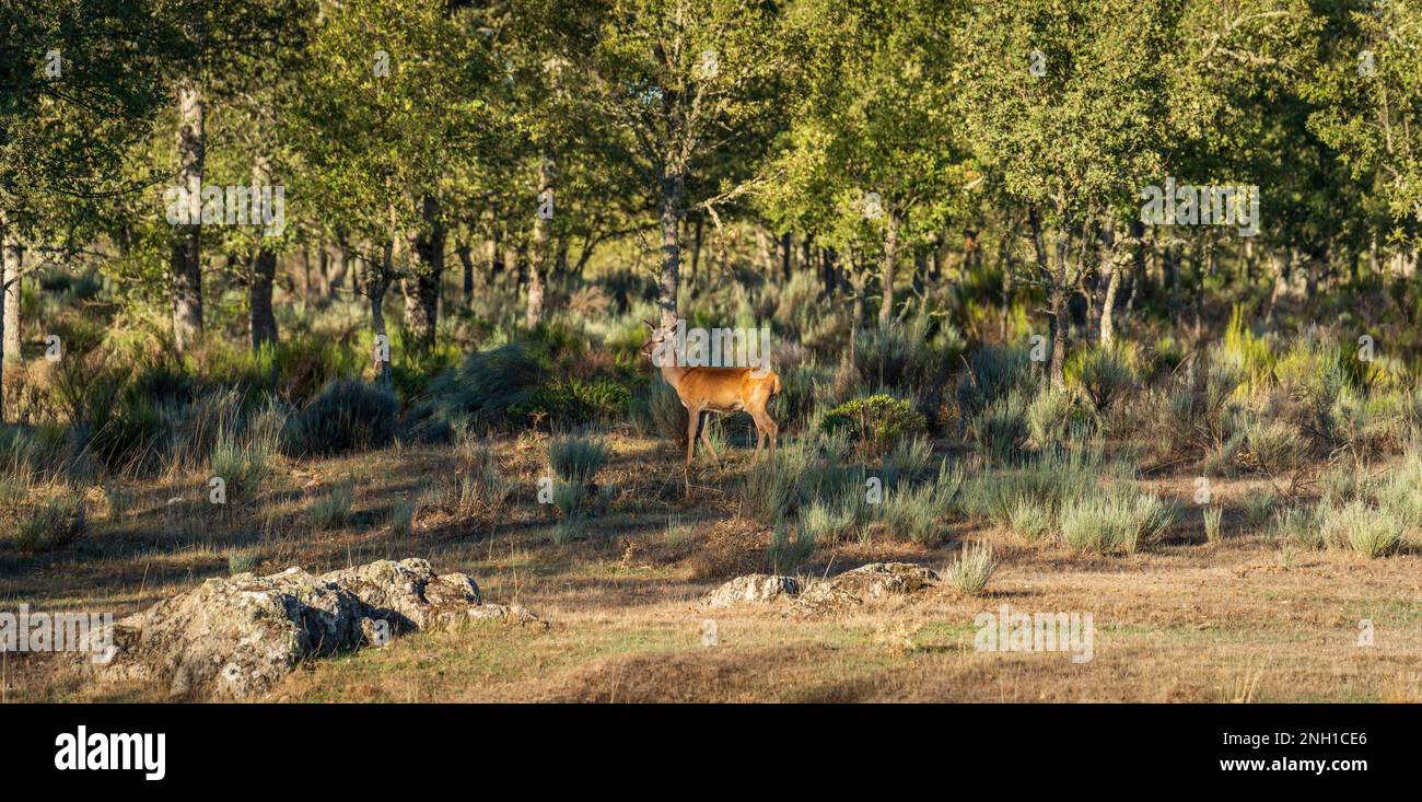 Junge Hirsche im wilden Kaustock, Profilblick Stockfoto