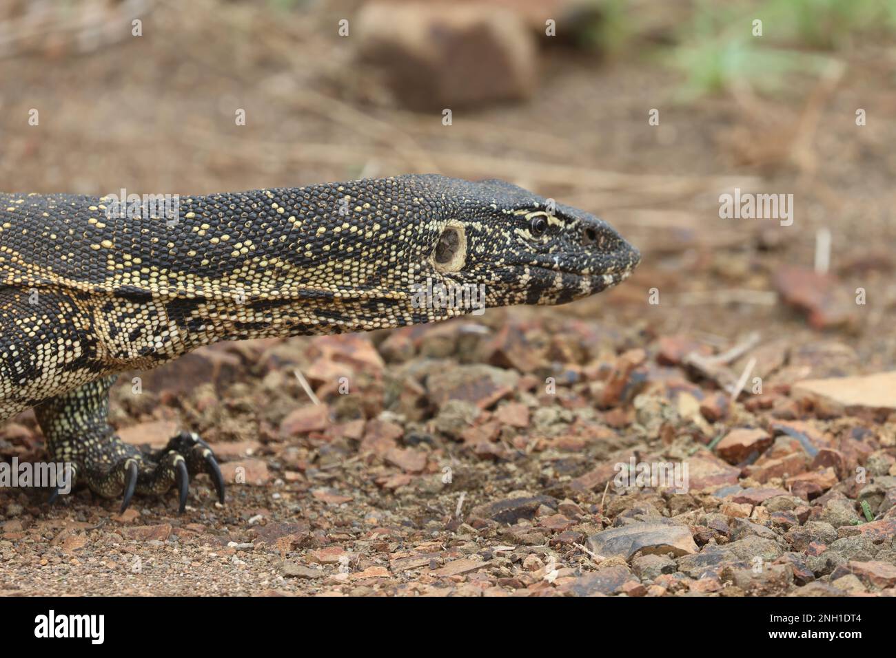 WASSERECHSE Stockfoto