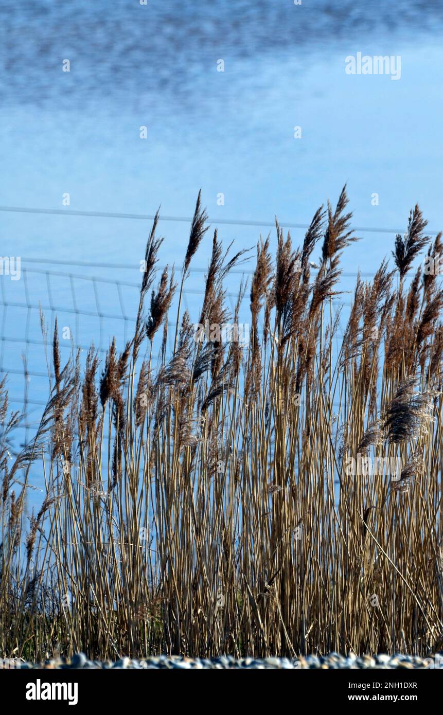 Schilf und Zäune salthouse Nord norfolk england Stockfoto