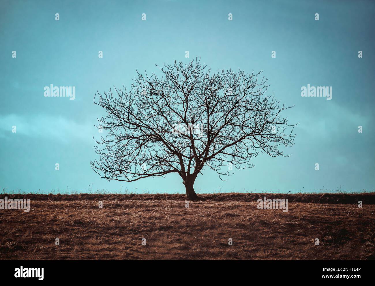 Ein einsamer, unfruchtbarer Baum steht inmitten eines offenen Grasfeldes, umgeben von Natur und unberührt von Zivilisation Stockfoto