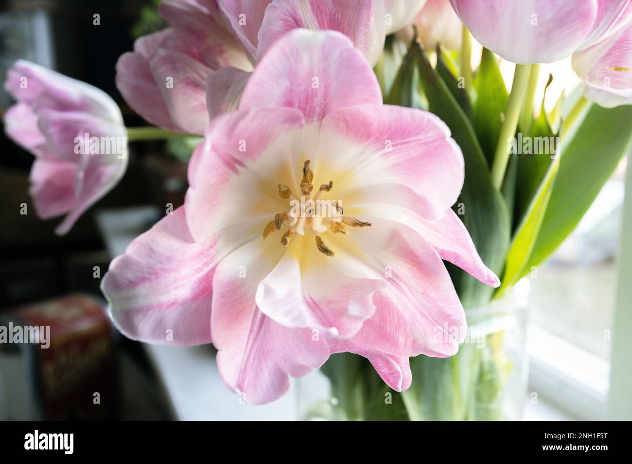 Gelber Stamm eines rosa Tulpenmakros Stockfoto