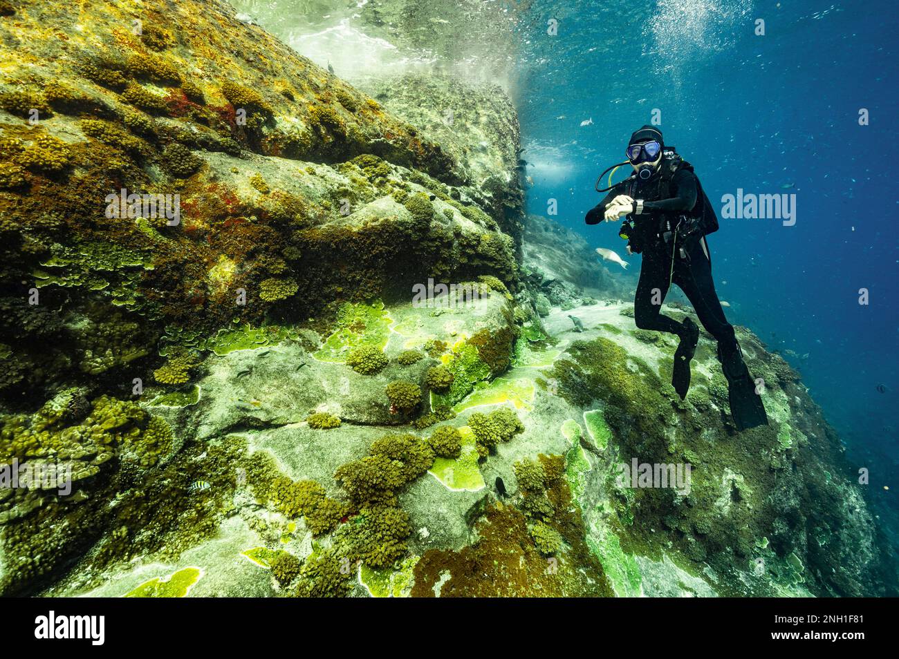 taucher erkunden die felsige Küste im klaren Wasser des Golfs von Thailand Stockfoto