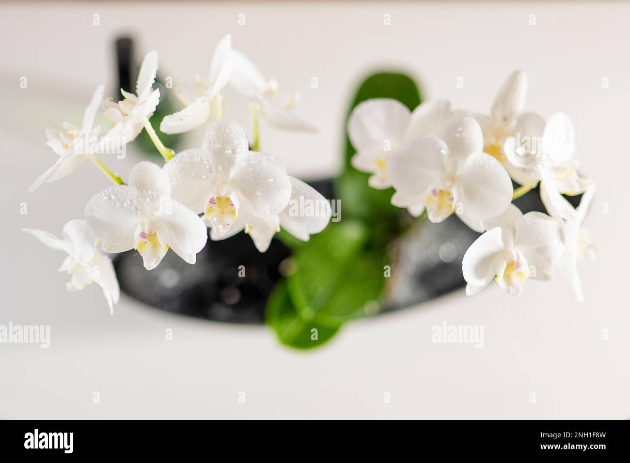 Weiße Orchidee im Topf. Wachsende und pflegende Orchideen zu Hause. Stockfoto