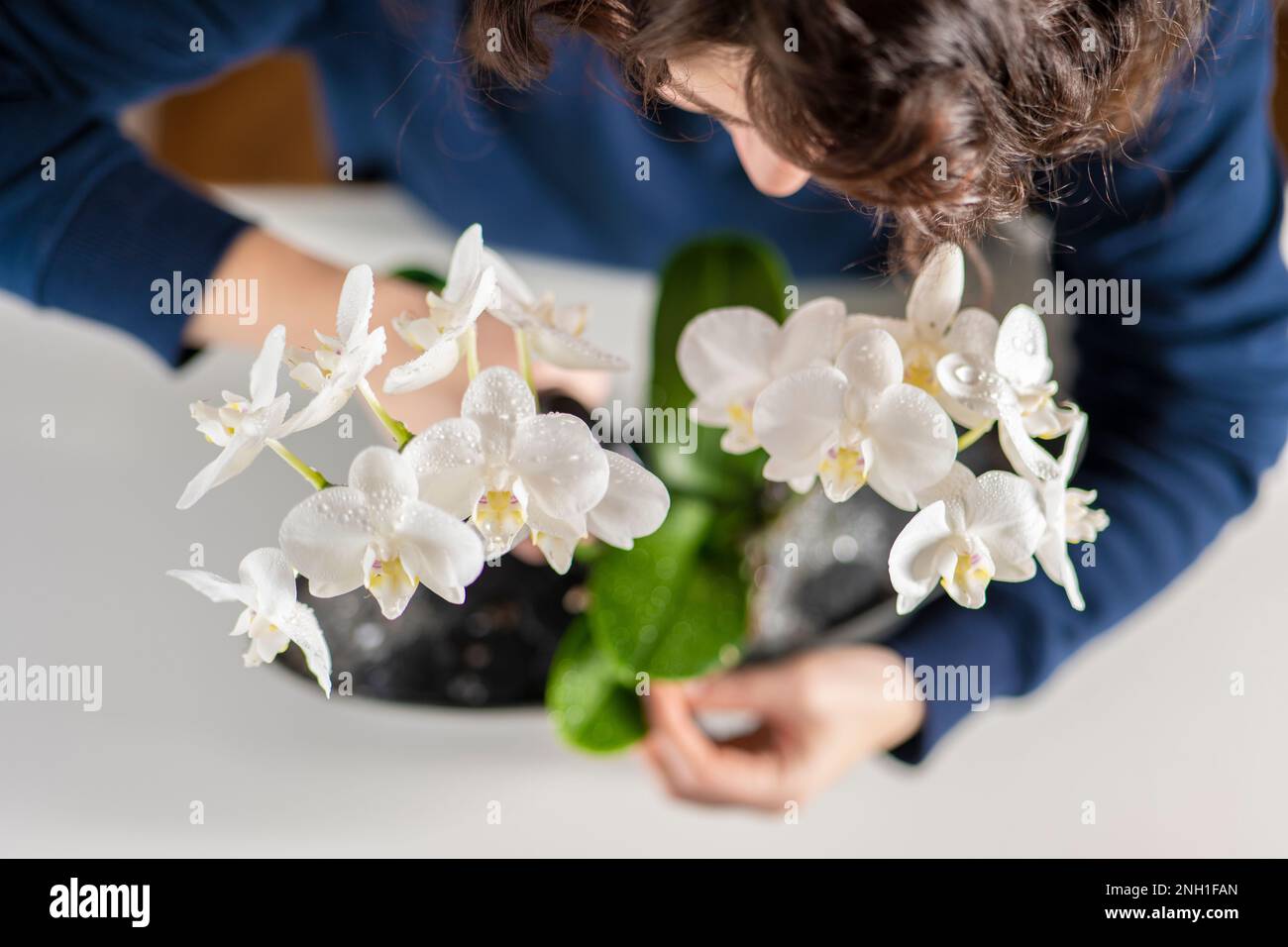 Weiße Orchideenblume. Frau in blauem Pullover, die Orchidee besprüht Stockfoto
