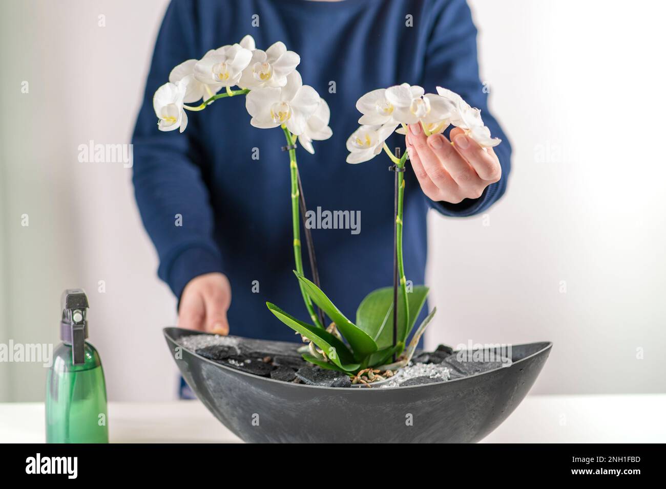 Frau in blauem Pullover, die sprüht und Orchideen-Nahaufnahme Stockfoto