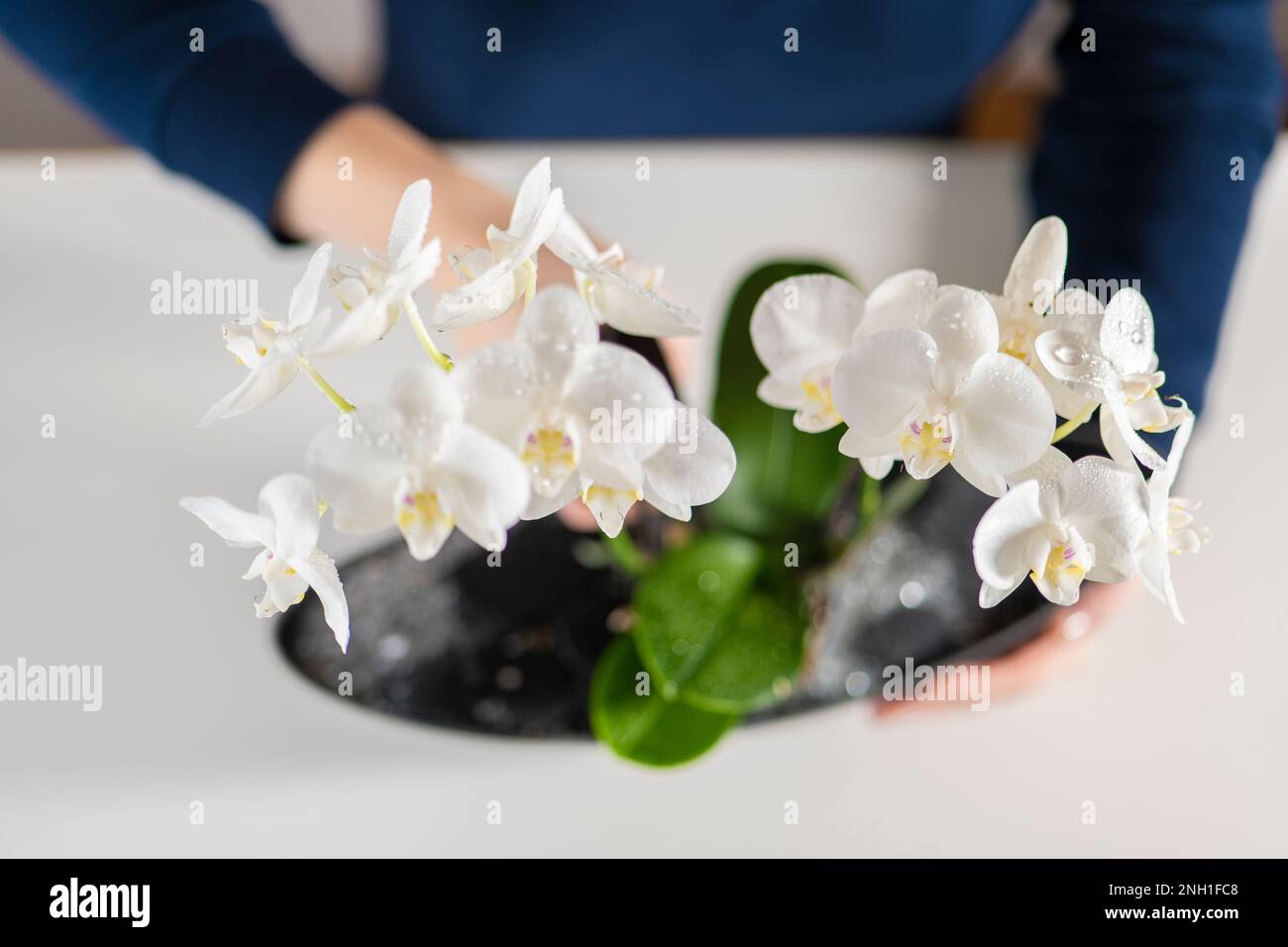 Orchideenblume. Orchideen zu Hause anbauen und pflegen. Stockfoto